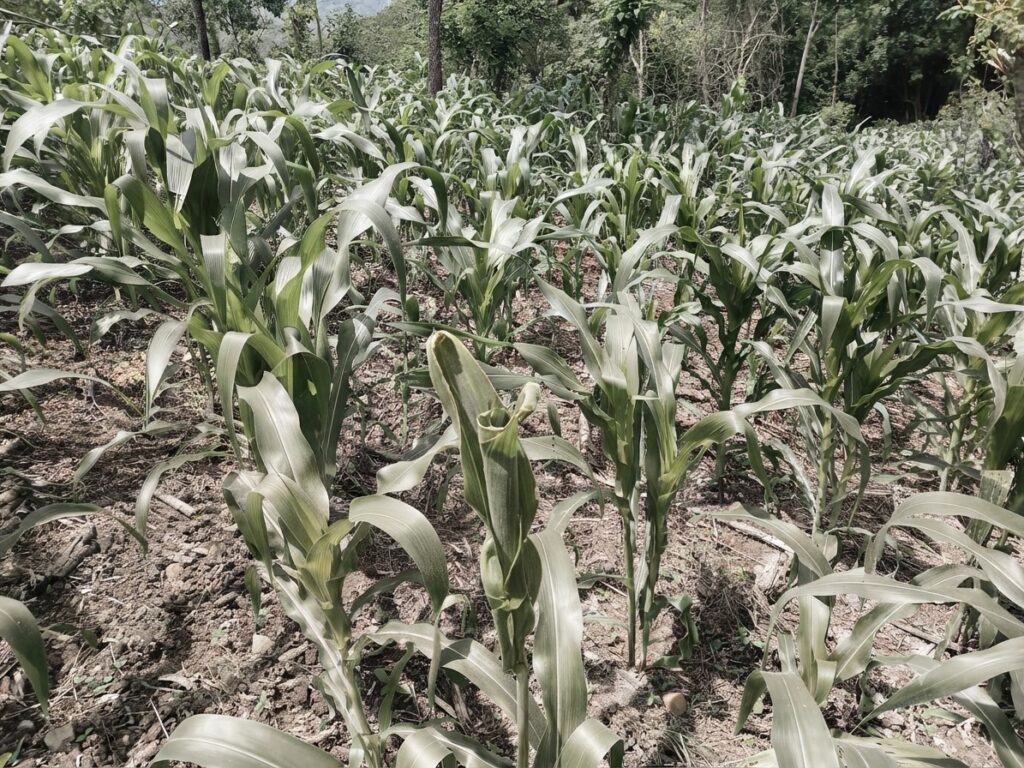 Agricultores de Cabañas temen pérdidas en cultivos de maíz y frijol por falta de lluvia